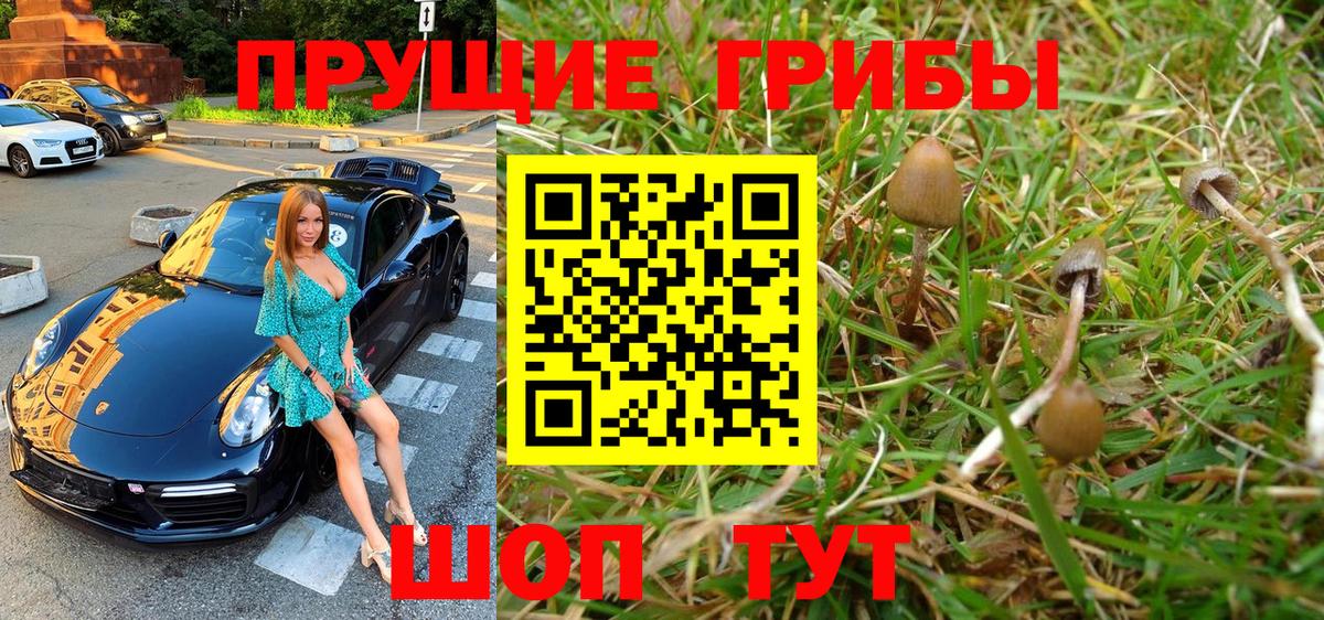 Псилоцибиновые грибы Psilocybe  Вход с VPN  Кимовск 